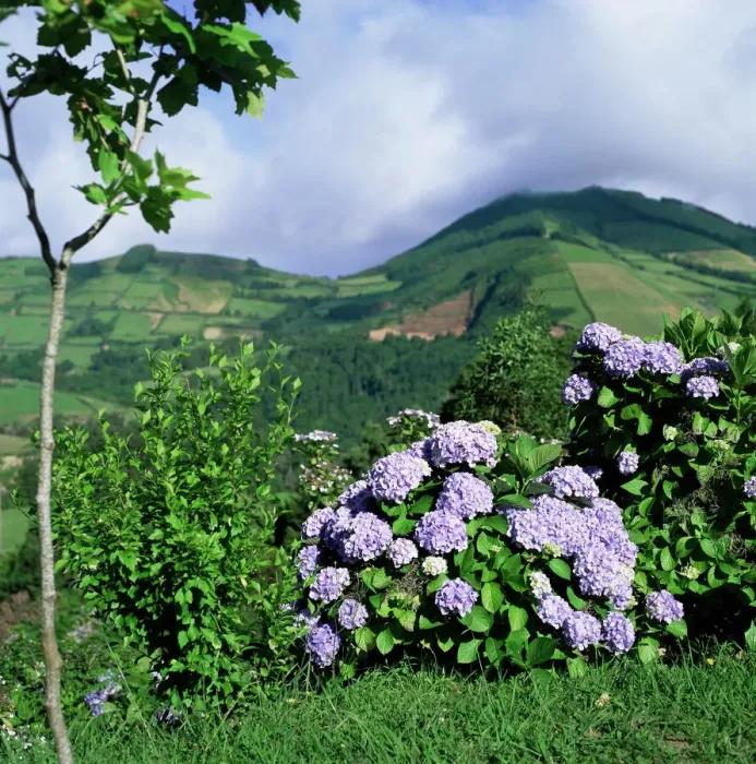 Gerahmter Druck : Blumenhydungen im Blütenstand Gerahmter Druck : Blumenhydungen im Blütenstand