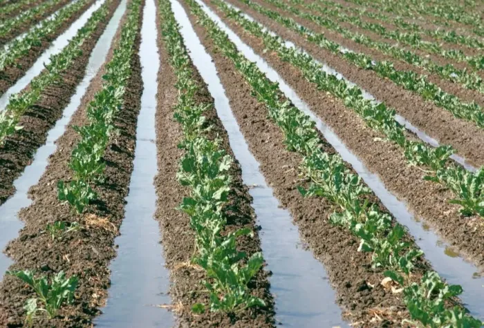 Gerahmter Druck : Irrigation Gerahmter Druck : Irrigation