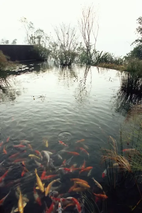 Gerahmter Druck : Karabinerfisch im Becken Gerahmter Druck : Karabinerfisch im Becken