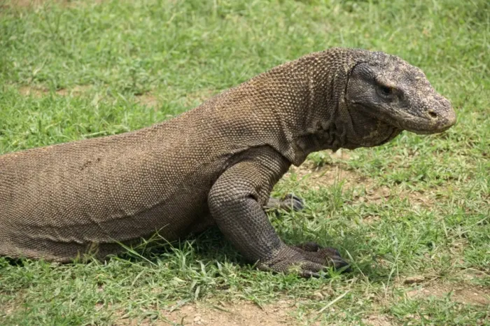 Gerahmter Druck : Komododrache Gerahmter Druck : Komododrache
