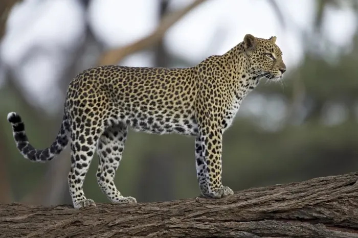 Gerahmter Druck : Löwe (Panthera pardus), auf einem Baumstamm stehend Gerahmter Druck : Löwe (Panthera pardus), auf einem Baumstamm stehend