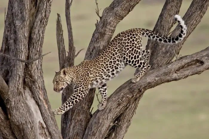 Gerahmter Druck : Löwe (Panthera pardus) im Baum, Masai-Mara-Nationalpark Kenia Gerahmter Druck : Löwe (Panthera pardus) im Baum, Masai-Mara-Nationalpark Kenia