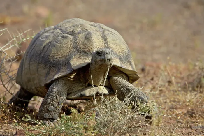 Gerahmter Druck : Löwenzunge-Schildkröte (Geochelone pardalis), Nasionale park Karo, Südafrika, Afrika Gerahmter Druck : Löwenzunge-Schildkröte (Geochelone pardalis), Nasionale park Karo, Südafrika, Afrika