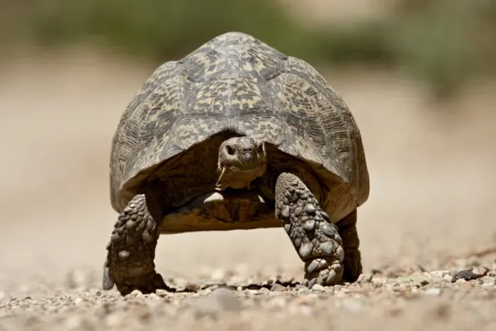 Gerahmter Druck : Löwenzunge Eidechse (Geochelone pardalis), Swartbergsassengebirge, Südafrika, Afrika Gerahmter Druck : Löwenzunge Eidechse (Geochelone pardalis), Swartbergsassengebirge, Südafrika, Afrika