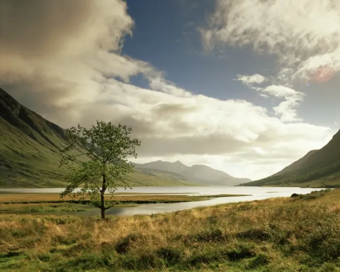 Gerahmter Druck : Loch Etive und einsamer Baum Gerahmter Druck : Loch Etive und einsamer Baum