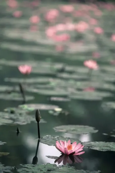 Gerahmter Druck : Lotosblume
