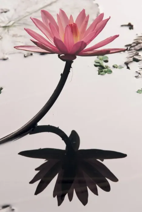 Gerahmter Druck : Lotosblume Gerahmter Druck : Lotosblume