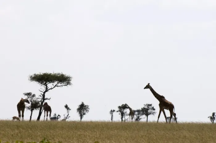 Gerahmter Druck : Masi-Graff (Giraffa camelopardalis), Masa-Mara-Nationalpark in Kenia, Ostafrika und Afrika Gerahmter Druck : Masi-Graff (Giraffa camelopardalis), Masa-Mara-Nationalpark in Kenia, Ostafrika und Afrika