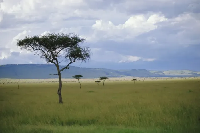 Gerahmter Druck : Maasai-Mara Gerahmter Druck : Maasai-Mara