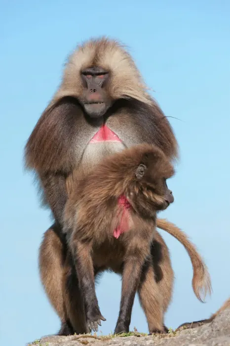 Gerahmter Druck : Kommunikationsgelade Babakänguru (Theropithekus gelada), Naturpark Simiensberge, Region Amhara, Nordethiopiens Afrika Gerahmter Druck : Kommunikationsgelade Babakänguru (Theropithekus gelada), Naturpark Simiensberge, Region Amhara, Nordethiopiens Afrika