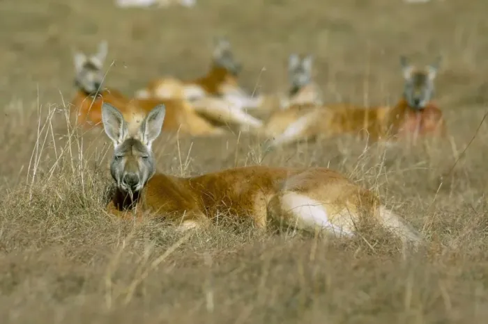 Gerahmter Druck : Horde roter Rindenkangoose (Macropus rufus), Tidbinbilla-Naturreservat, Neuseeland