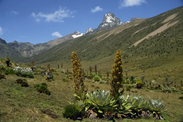 Gerahmter Druck : Monte Kenia Gerahmter Druck : Monte Kenia