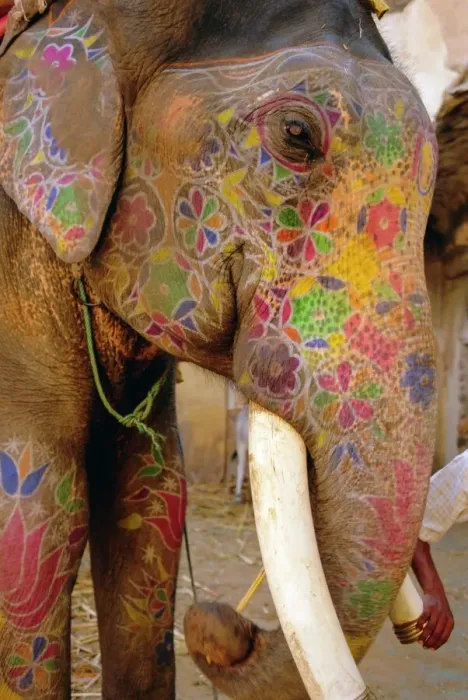 Gerahmter Druck : Gemälter Elefant Gerahmter Druck : Gemälter Elefant