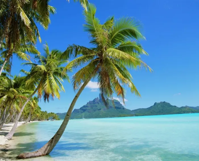 Gerahmter Druck : Palmen und Strand Gerahmter Druck : Palmen und Strand