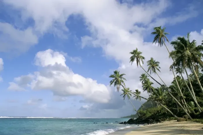 Gerahmter Druck : Palmen und Meer Gerahmter Druck : Palmen und Meer
