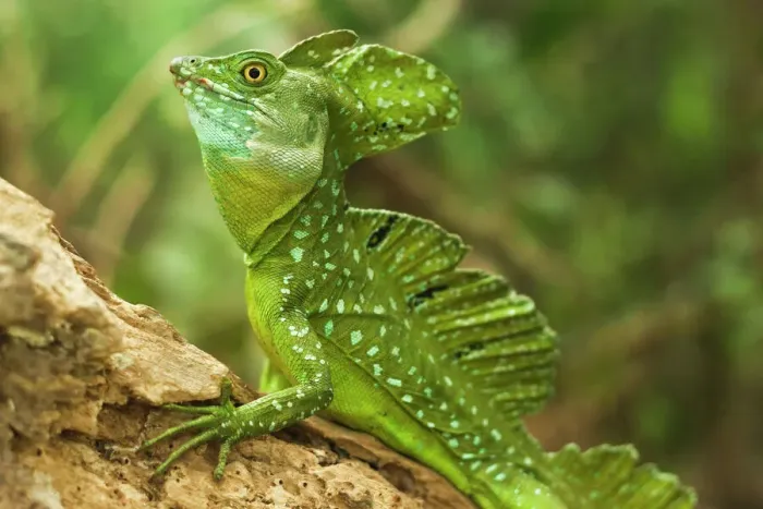 Gerahmter Druck : Basiliskenfeder-Löwe (Jesuschrist-IGuane), benannt weil es einige Meter über Wasser laufen kann. Arenal, Provinz Alajuela, Kostarika Gerahmter Druck : Basiliskenfeder-Löwe (Jesuschrist-IGuane), benannt weil es einige Meter über Wasser laufen kann. Arenal, Provinz Alajuela, Kostarika