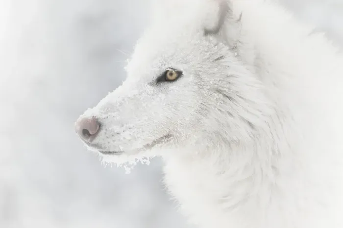 Gerahmter Druck : Gelber Wolf des Arktiks Gerahmter Druck : Gelber Wolf des Arktiks