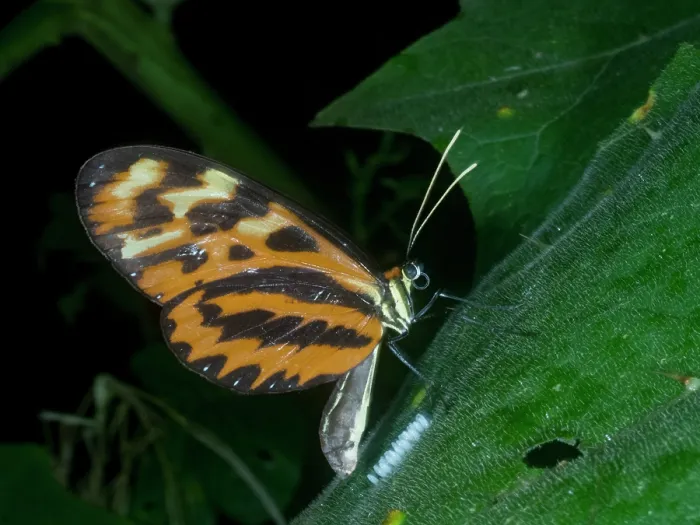 Gerahmter Druck : Polymnia tigerwing, Mechanitis polymnia, legt Eier im Unterwuchs innerhalb des Pacaya Samiria Preserve, Peru. Gerahmter Druck : Polymnia tigerwing, Mechanitis polymnia, legt Eier im Unterwuchs innerhalb des Pacaya Samiria Preserve, Peru.