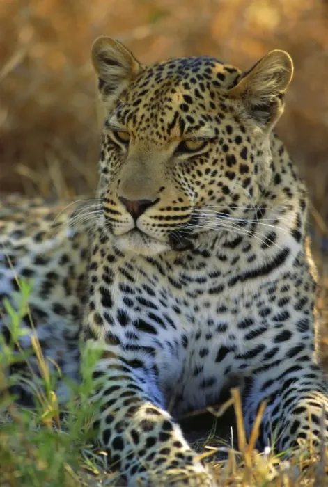 Gerahmter Druck : Porträt eines Leoparden (Panthera pardus), Okovango-Delta, Botswana Gerahmter Druck : Porträt eines Leoparden (Panthera pardus), Okovango-Delta, Botswana