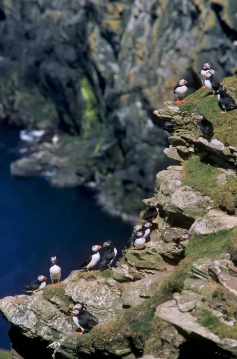 Gerahmter Druck : Puffins auf Klippen Gerahmter Druck : Puffins auf Klippen