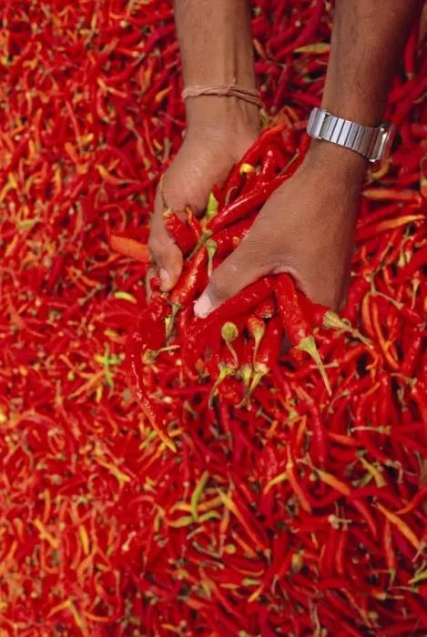 Gerahmter Druck : Rote Paprikapfeffer Gerahmter Druck : Rote Paprikapfeffer