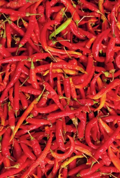 Gerahmter Druck : Rote Paprikapfeffer Gerahmter Druck : Rote Paprikapfeffer
