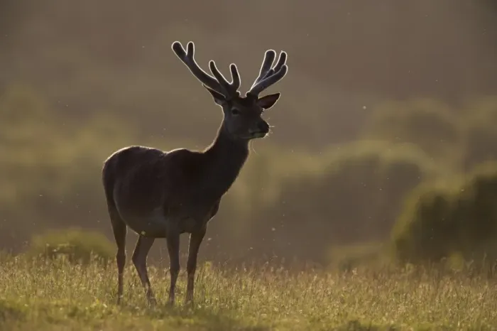 Gerahmter Druck : Rotluchs (Cervus elaphus) Gerahmter Druck : Rotluchs (Cervus elaphus)