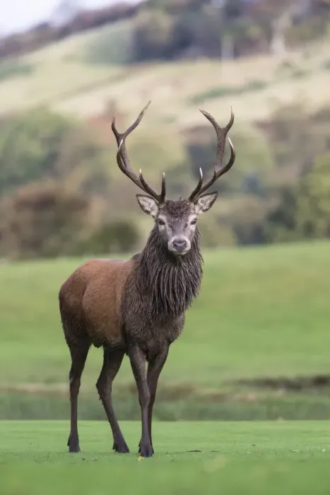 Gerahmter Druck : Rotluchschaf (Stag) von Cervus elaphus auf der Insel Arran in Schottland im Vereinigten Königreich Europas Gerahmter Druck : Rotluchschaf (Stag) von Cervus elaphus auf der Insel Arran in Schottland im Vereinigten Königreich Europas