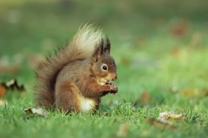 Gerahmter Druck : Rotfuchs (Sciurus vulgaris), Lowther, nahe Penrith, Cumberland / England Gerahmter Druck : Rotfuchs (Sciurus vulgaris), Lowther, nahe Penrith, Cumberland / England