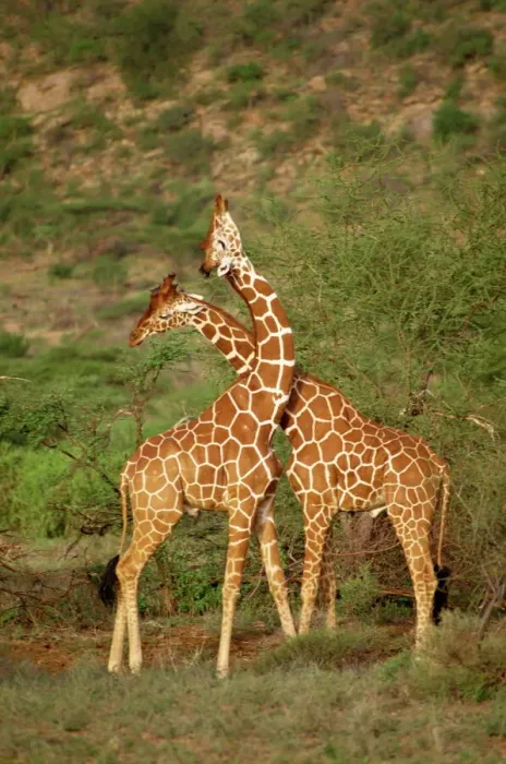 Gerahmter Druck : Reticulatgiraffa Gerahmter Druck : Reticulatgiraffa
