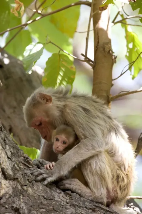 Gerahmter Druck : Makaka Rhesus Affenbaum Gerahmter Druck : Makaka Rhesus Affenbaum