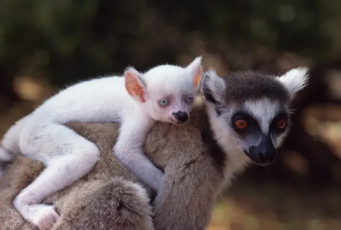 Gerahmter Druck : Ring-finger Lemur (Lemur catta), ganz weißer Baby-Mann (Sapphire) Albinoschwarze auf Mutters Rücken. Gerahmter Druck : Ring-finger Lemur (Lemur catta), ganz weißer Baby-Mann (Sapphire) Albinoschwarze auf Mutters Rücken.