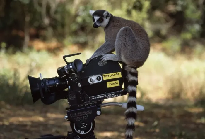 Gerahmter Druck : Ringtailed-Läufermaus (Lemur catta), auf der Kamera, Berenty im Süden Madagaskars in Afrika Gerahmter Druck : Ringtailed-Läufermaus (Lemur catta), auf der Kamera, Berenty im Süden Madagaskars in Afrika