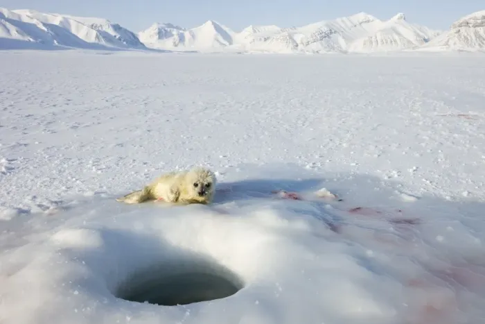 Gerahmter Druck : Rundlingselbente (Phoca hispida), Pupp aus dem Billefjord auf der Insel Spitzberg im arktischen Gebiet Gerahmter Druck : Rundlingselbente (Phoca hispida), Pupp aus dem Billefjord auf der Insel Spitzberg im arktischen Gebiet