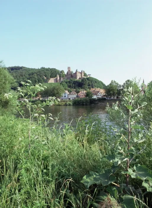 Gerahmter Druck : Fluss Rhein Gerahmter Druck : Fluss Rhein