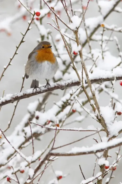 Gerahmter Druck : Robin (Erithacus rubecula) mit Beeren im Schnee, Vereinigtes Königreich, Europa Gerahmter Druck : Robin (Erithacus rubecula) mit Beeren im Schnee, Vereinigtes Königreich, Europa