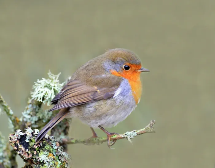 Gerahmter Druck : Robine (Erithacus rubecula), Talsperre des Lake Distrikts in der Grafschaft Cumbria im Vereinigten Königreich von Großbritannien und Nordirland in Europa Gerahmter Druck : Robine (Erithacus rubecula), Talsperre des Lake Distrikts in der Grafschaft Cumbria im Vereinigten Königreich von Großbritannien und Nordirland in Europa