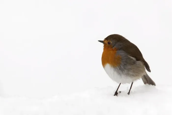 Gerahmter Druck : Robin (Erithacus rubecula), in Schnee, Vereinigtes Königreich, Europa. Gerahmter Druck : Robin (Erithacus rubecula), in Schnee, Vereinigtes Königreich, Europa.