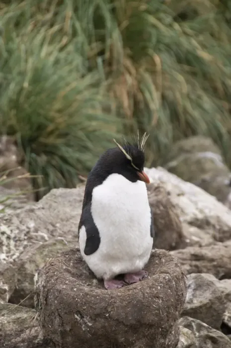 Gerahmter Druck : Felskänguru-Pinguine auf der Westpoint-Insel in den Falklands Inseln Südamerika Gerahmter Druck : Felskänguru-Pinguine auf der Westpoint-Insel in den Falklands Inseln Südamerika