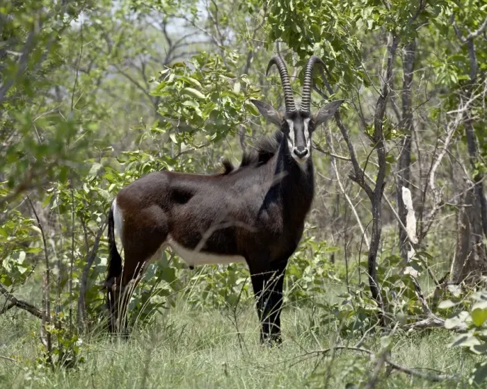Gerahmter Druck : Schwarzes Hirschgewitter (Hippotragus niger), Krüger-Nationalpark, Südafrika, Afrika Gerahmter Druck : Schwarzes Hirschgewitter (Hippotragus niger), Krüger-Nationalpark, Südafrika, Afrika