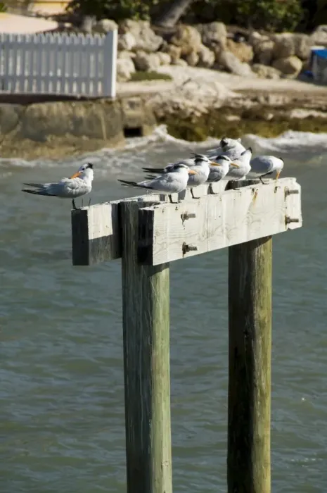 Gerahmter Druck : Meervogel auf Post Gerahmter Druck : Meervogel auf Post
