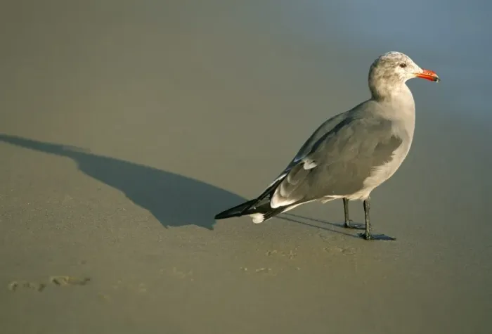 Gerahmter Druck : Meeresgaum am Strand Gerahmter Druck : Meeresgaum am Strand