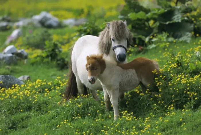Gerahmter Druck : Zwei Schottische Pferdeponys Gerahmter Druck : Zwei Schottische Pferdeponys