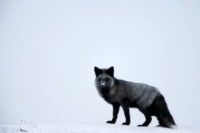 Gerahmter Druck : Silberfuchs (rotter Fuchs) (Vulpes vulpes), Winnipeg, Hudson Bay, Manitoba und Kanada Gerahmter Druck : Silberfuchs (rotter Fuchs) (Vulpes vulpes), Winnipeg, Hudson Bay, Manitoba und Kanada