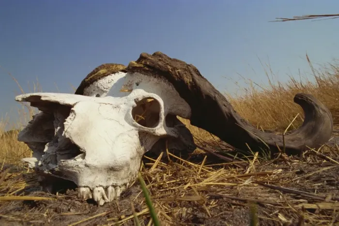 Gerahmter Druck : Kopf des Kafferschafes (Syncerus caffer), Krüger-Nationalpark, Südafrika, Afrika Gerahmter Druck : Kopf des Kafferschafes (Syncerus caffer), Krüger-Nationalpark, Südafrika, Afrika