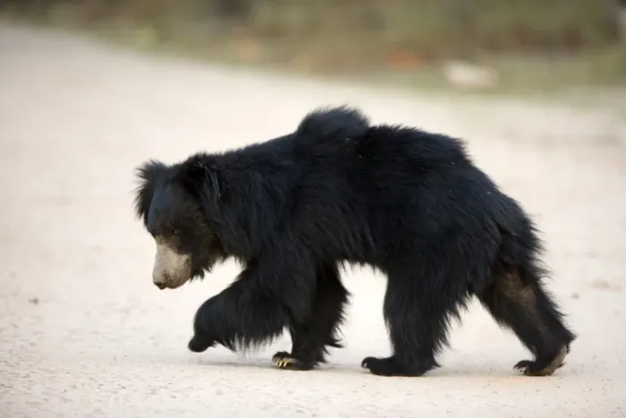 Gerahmter Druck : Bärenbär (Melursus ursinus)
