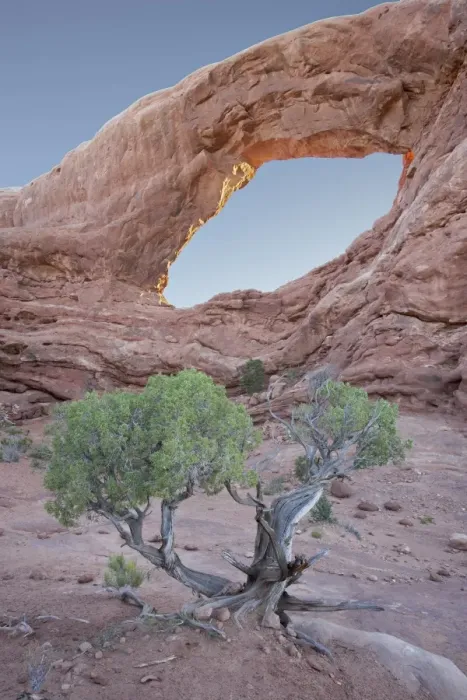 Gerahmter Druck : Südfenster mit Juniper Gerahmter Druck : Südfenster mit Juniper