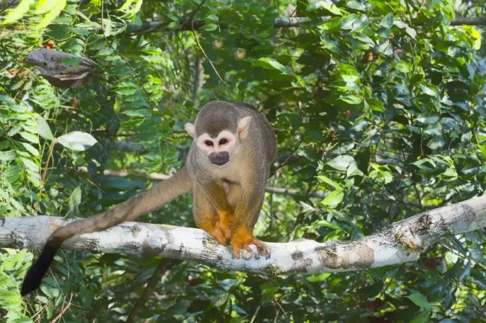 Gerahmter Druck : Eichhornvogelschwein (Saimiri sciureus), Bundesstaat Amazonas, Brasilien, Südamerika Gerahmter Druck : Eichhornvogelschwein (Saimiri sciureus), Bundesstaat Amazonas, Brasilien, Südamerika