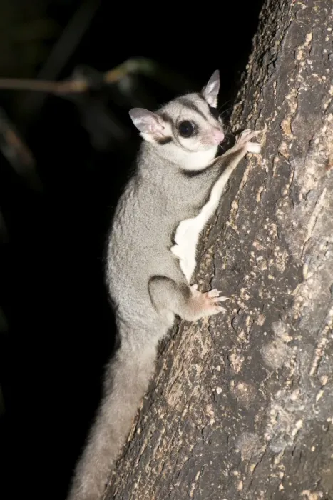 Gerahmter Druck : Zuckermausglider (Petaurus breviceps) hat ein Potagium oder eine dünne Membran vom Handgelenk bis zum Knöchel und kann für kurze Distanzen schweben. Queensland, Australien, Pazifik Gerahmter Druck : Zuckermausglider (Petaurus breviceps) hat ein Potagium oder eine dünne Membran vom Handgelenk bis zum Knöchel und kann für kurze Distanzen schweben. Queensland, Australien, Pazifik