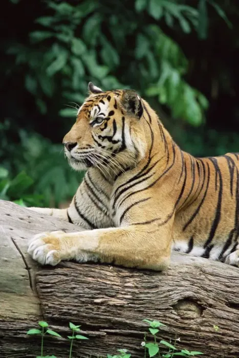 Gerahmter Druck : Südostasiatischer Tiger Gerahmter Druck : Südostasiatischer Tiger